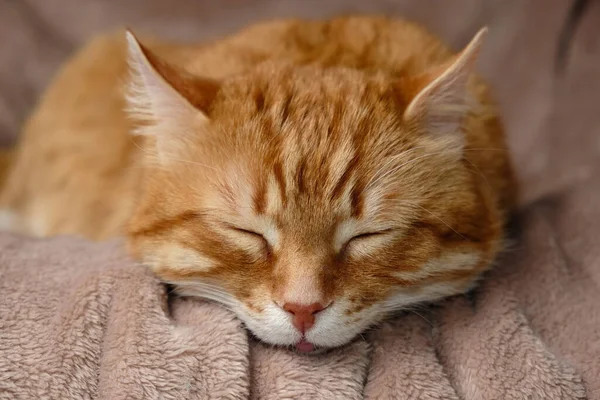 Sleeping Cute Ginger Cat Home Bed Close Portrait Domestic Adult — Zdjęcie stockowe