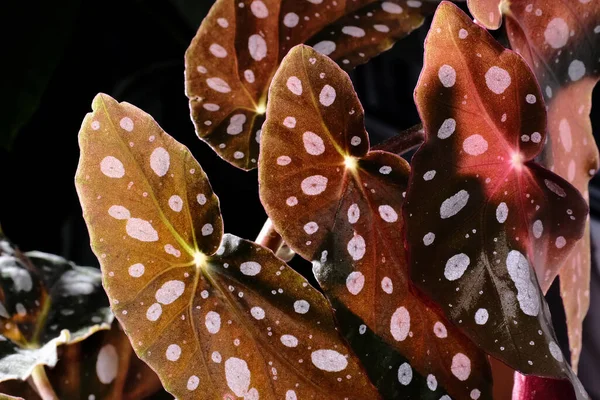 Begonia Maculata Plant Black Background Trout Begonia Leaves White Dots — Stock Photo, Image