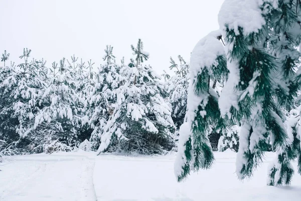 Bos en kerstbomen bedekt met sneeuw op een winterdag — Stockfoto