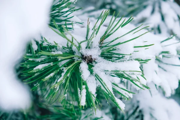 Ramos de pinheiros de inverno cobertos de neve em um dia de inverno — Fotografia de Stock