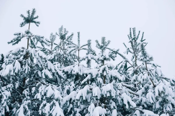Bos en kerstbomen bedekt met sneeuw op een winterdag — Stockfoto