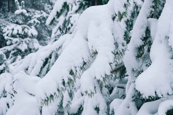 Зимові гілки сосен вкриті снігом в зимовий день — стокове фото
