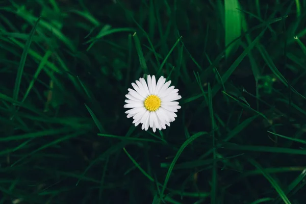 One Chamomile Flower Green Grass — Fotografia de Stock