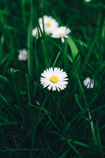 One Chamomile Flower Green Grass — Fotografia de Stock