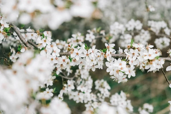 Flowering Trees White Flowers Garden — Fotografia de Stock