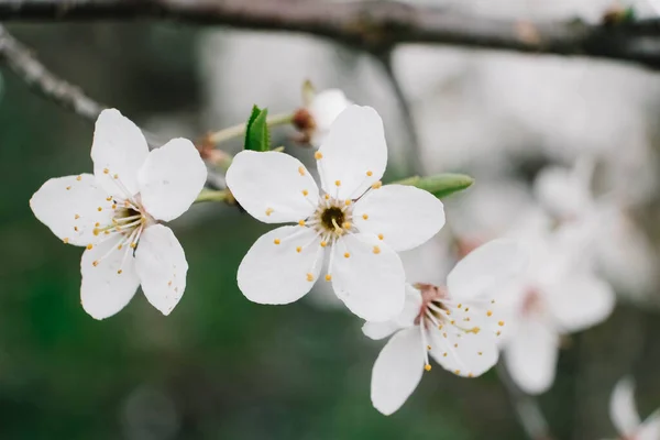 Flowering Trees White Flowers Garden — Fotografia de Stock