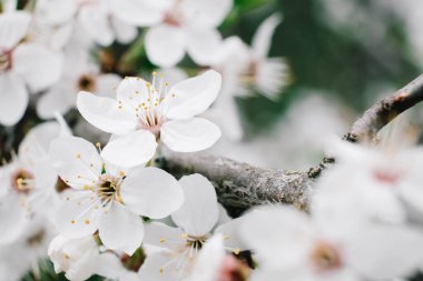 Bahçede beyaz çiçeklerle çiçek açan ağaçlar.