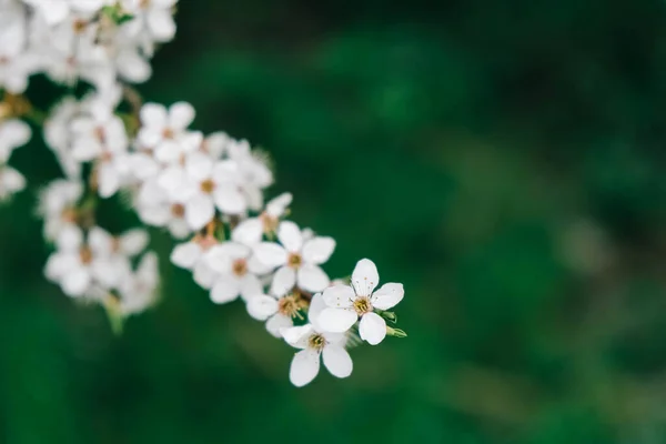 Flowering trees with white flowers in garden — Fotografia de Stock