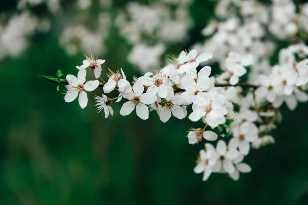 Flowering trees with white flowers in garden — Fotografia de Stock