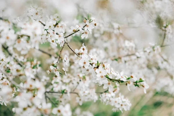 Flowering trees with white flowers in garden — Fotografia de Stock