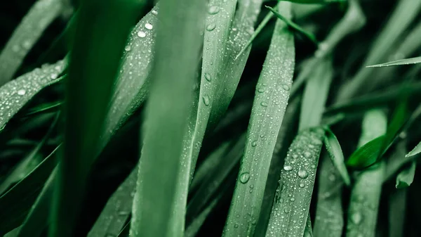 Grama Verde Com Gotas Água Como Textura Fundo — Fotografia de Stock