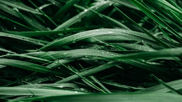 Grama Verde Com Gotas Água Como Textura Fundo — Fotografia de Stock