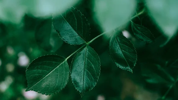 Frunzele Trandafir Verde Textura Fundal Locul Publicității — Fotografie, imagine de stoc