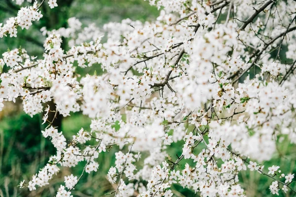 Flowering Trees White Flowers Garden — Fotografia de Stock