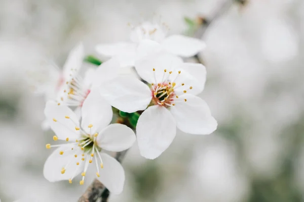 Flowering Trees White Flowers Garden — Fotografia de Stock