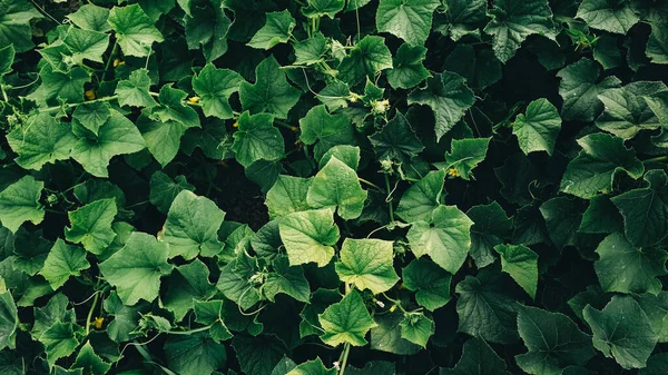 Blätter Der Gurkenpflanze Wachsen Garten Setzlinge Bauerngarten — Stockfoto