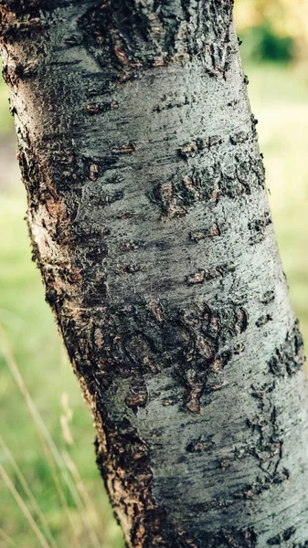 Trunk Cherry Tree Background Green Grass — Foto de Stock