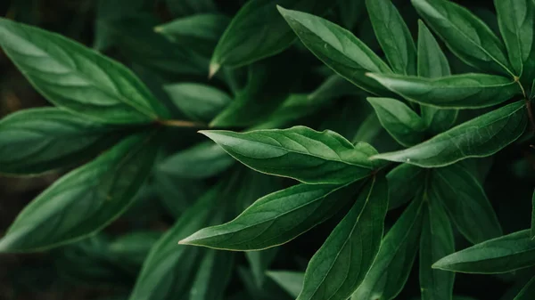 Hojas Verdes Peonías Flores Como Textura Fondo —  Fotos de Stock