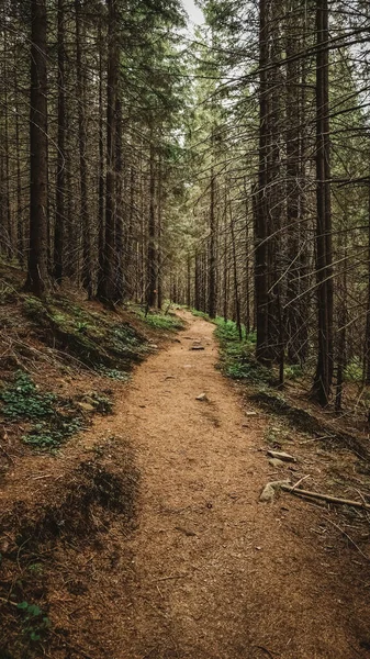 Tourist Mountain Trail Pine Forest Fotos De Bancos De Imagens