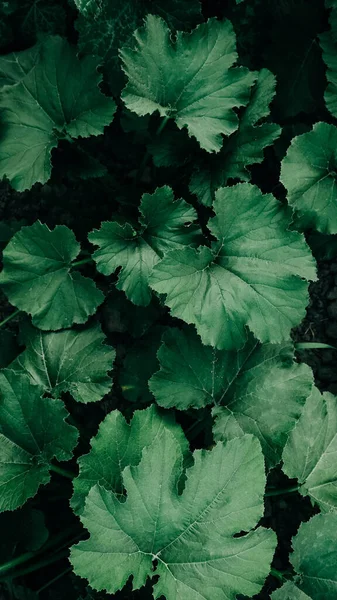 Green zucchini leaves as a background texture.