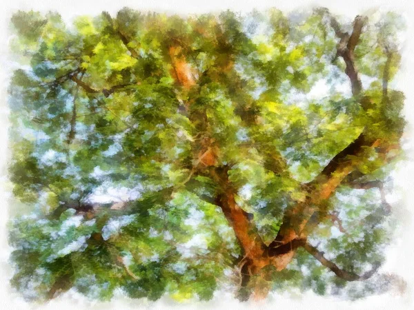 大树分枝水彩画印象派绘画 — 图库照片