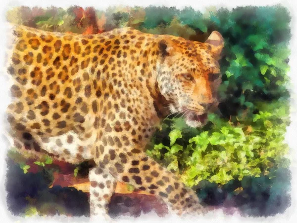 Leopardo Diferentes Poses Acuarela Estilo Ilustración Pintura Impresionista —  Fotos de Stock