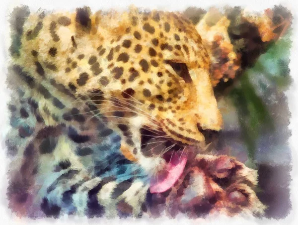 不同姿势的豹子水彩画印象派绘画 — 图库照片