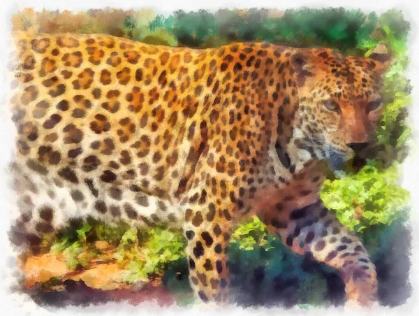 Leopardo Diferentes Poses Acuarela Estilo Ilustración Pintura Impresionista —  Fotos de Stock