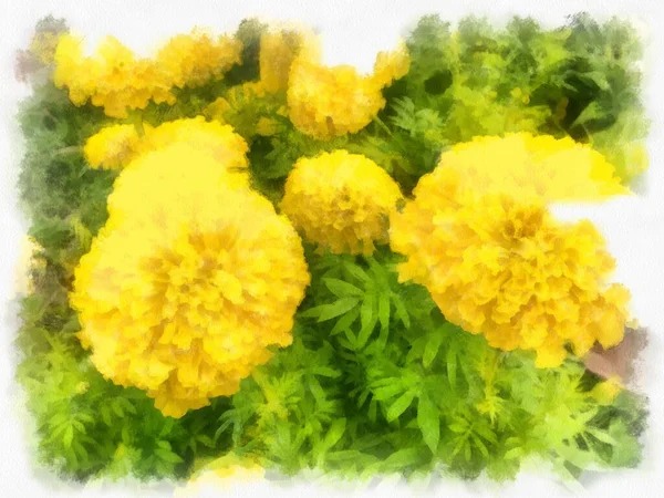 Marigold Aquarela Estilo Ilustração Impressionista Pintura — Fotografia de Stock