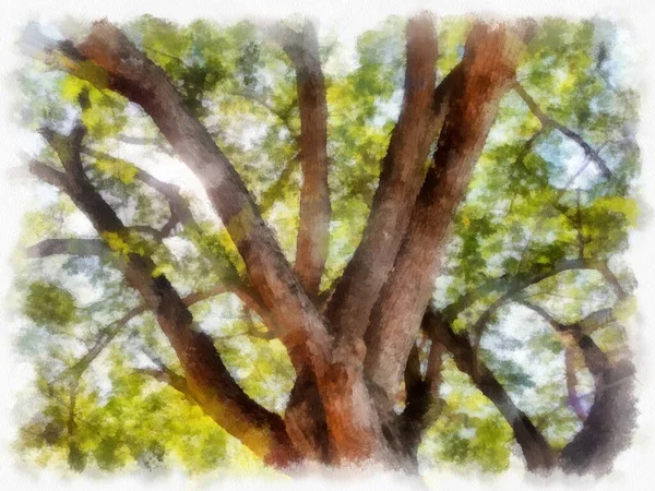Большое Дерево Розовыми Цветами Акварель Стиль Иллюстрации Импрессионистской Живописи — стоковое фото