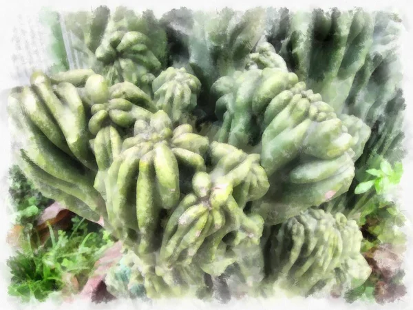 Forme Déformée Cactus Aquarelle Style Illustration Peinture Impressionniste — Photo
