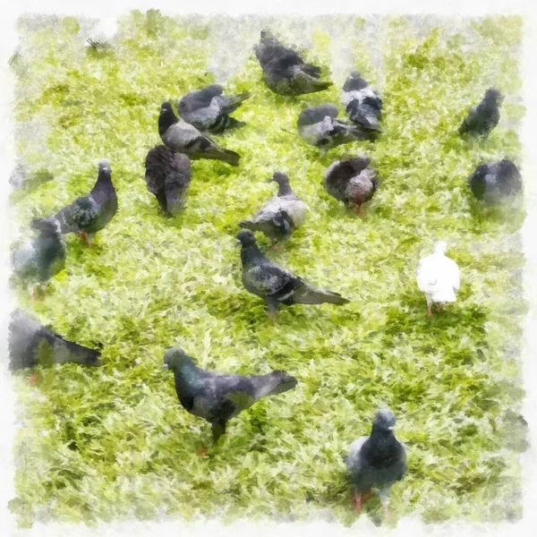 Troupeau Pigeons Sur Herbe Aquarelle Style Illustration Peinture Impressionniste — Photo