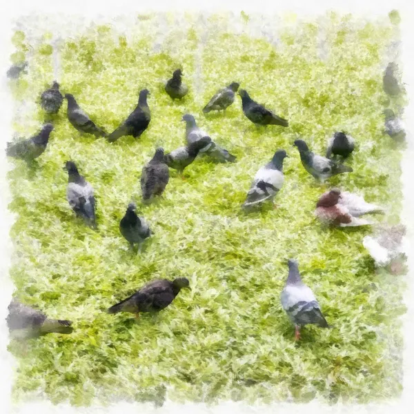 Flock Pigeons Watercolor Style Illustration Impressionist Painting — Stock Photo, Image