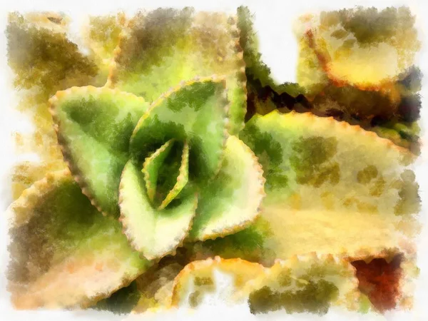 Illustration Style Aquarelle Cactus Peinture Impressionniste — Photo