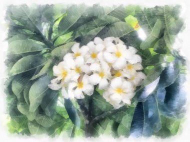 Frangipani çiçekleri suluboya resim çizimi.
