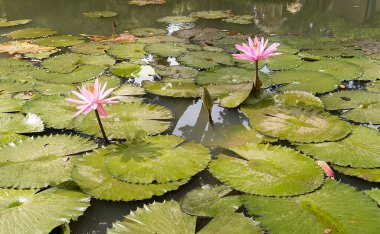 Sudaki pembe beyaz nilüferlerin su yüzeyinde yüzen yeşil düz yaprakları vardır..