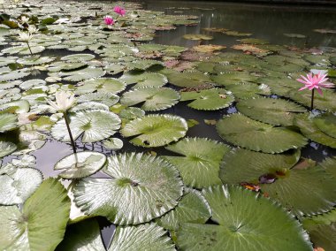 Sudaki pembe beyaz nilüferlerin su yüzeyinde yüzen yeşil düz yaprakları vardır..