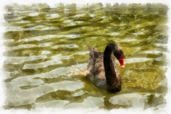 Black Goose Swimming Water Watercolor Style Illustration Impressionist Painting — Foto Stock