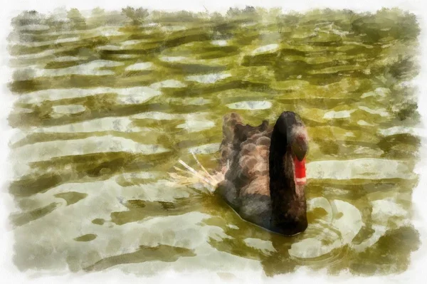 Czarny Gęś Pływanie Wodzie Akwarela Styl Ilustracja Impresjonista Malarstwo — Zdjęcie stockowe