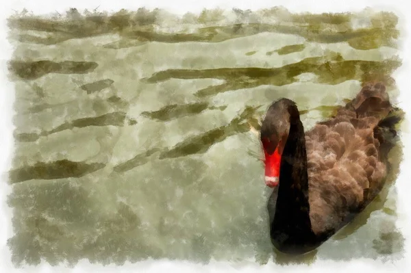 Czarny Gęś Pływanie Wodzie Akwarela Styl Ilustracja Impresjonista Malarstwo — Zdjęcie stockowe