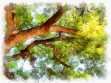 Gerçekten büyük dalları olan büyük bir ağaç suluboya stili illüstrasyon ressamı