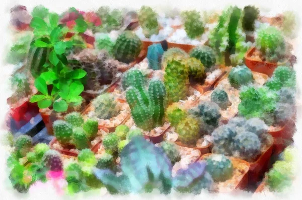 Existe Nombreux Types Cactus Dans Boutique Plantes Aquarelle Style Illustration — Photo
