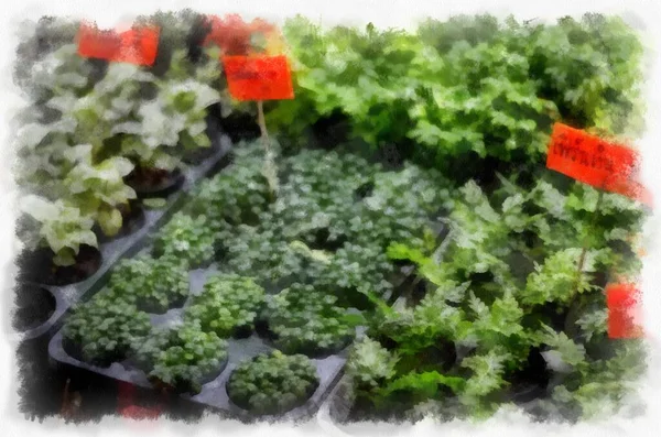 Nombreuses Plantes Fleurs Colorées Dans Boutique Plantes Aquarelle Style Illustration — Photo