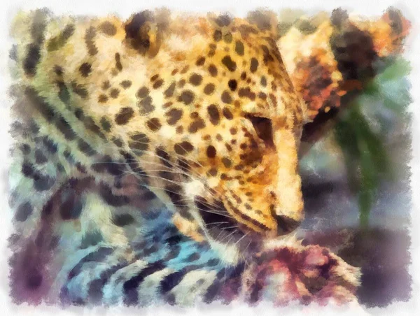 Leopardo Diferentes Poses Aquarela Estilo Ilustração Impressionista Pintura — Fotografia de Stock