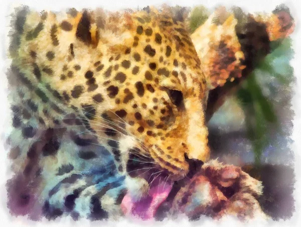 Leopardo Diferentes Poses Aquarela Estilo Ilustração Impressionista Pintura — Fotografia de Stock