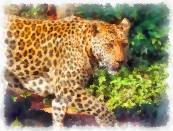 Leopardo Diverse Pose Acquerello Stile Illustrazione Impressionista Pittura — Foto Stock