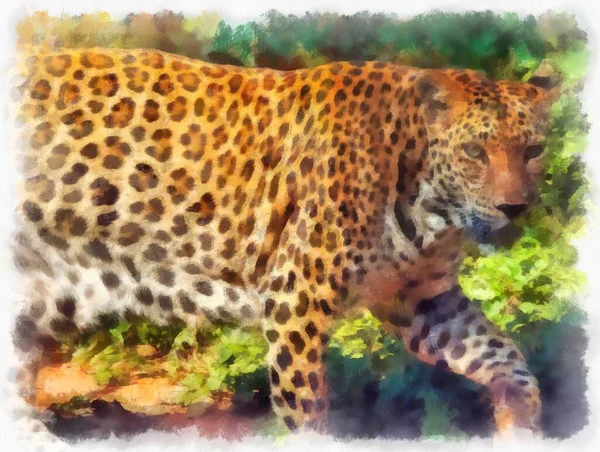 Leopardo Diferentes Poses Aquarela Estilo Ilustração Impressionista Pintura — Fotografia de Stock