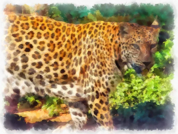 Leopardo Diferentes Poses Acuarela Estilo Ilustración Pintura Impresionista —  Fotos de Stock