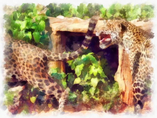 不同姿势的豹子水彩画印象派绘画 — 图库照片