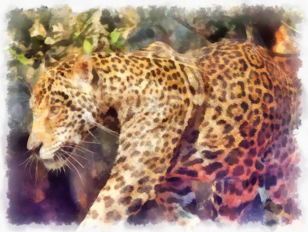 Leopardo Diferentes Poses Aquarela Estilo Ilustração Impressionista Pintura — Fotografia de Stock